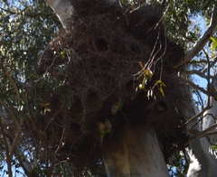 Myiopsitta monachus