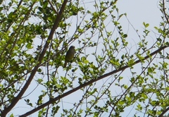 Serpophaga