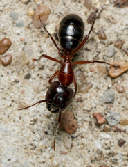 Camponotus texanus