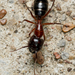 Texas Carpenter Ant - Photo (c) Meghan Cassidy, some rights reserved (CC BY-SA), uploaded by Meghan Cassidy