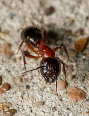 Camponotus texanus
