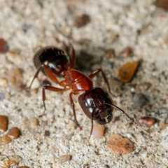 Camponotus texanus