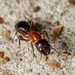Camponotus texanus - Photo (c) Meghan Cassidy,  זכויות יוצרים חלקיות (CC BY-SA)