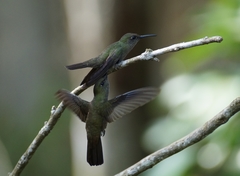 Eupetomena cirrochloris