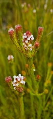 Spatalla prolifera