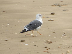 Larus fuscus