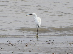 Egretta garzetta