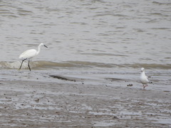 Egretta garzetta