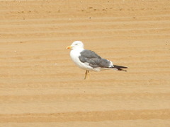 Larus fuscus