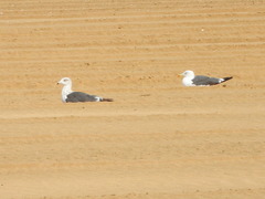 Larus fuscus