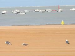 Larus fuscus