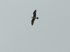 Larus michahellis