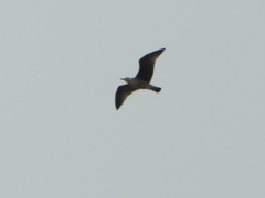 Larus michahellis