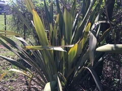 Phormium tenax