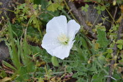Oenothera acaulis
