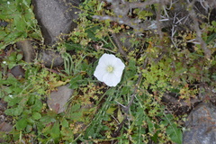 Oenothera acaulis