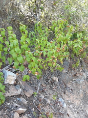 Cistus populifolius