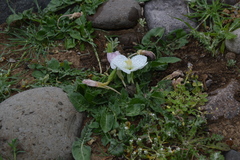 Oenothera acaulis