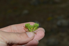 Lastarriaea chilensis