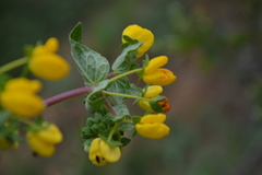 Calceolaria glandulosa
