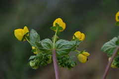 Calceolaria glandulosa