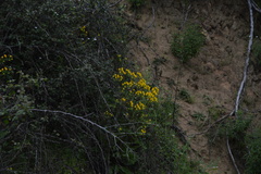 Calceolaria glandulosa