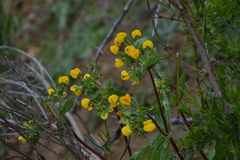 Calceolaria glandulosa