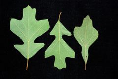 Quercus × garlandensis