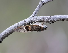 Platypleura capitata