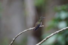 Eupetomena cirrochloris