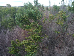 Cliffortia polygonifolia polygonifolia