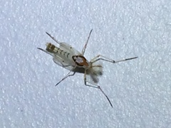 Coelotanypus concinnus