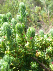 Cliffortia polygonifolia polygonifolia