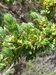 Cliffortia polygonifolia polygonifolia