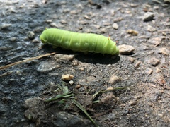 Callosamia angulifera