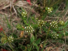 Thesium scabrum
