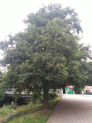 Iberian Alder