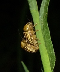 Cryptocephalus brunneovittatus
