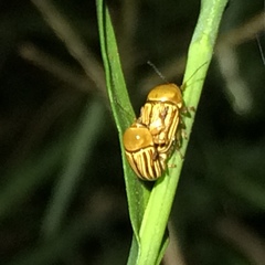 Cryptocephalus brunneovittatus