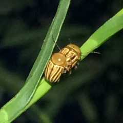 Cryptocephalus brunneovittatus