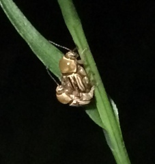 Cryptocephalus brunneovittatus