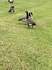 Branta canadensis image