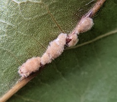 Callirhytis piperoides