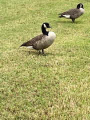 Branta canadensis image