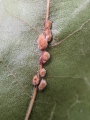 Callirhytis piperoides