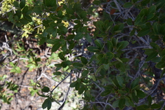 Quercus toumeyi
