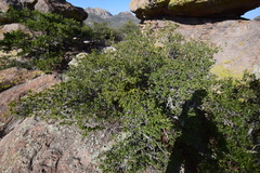 Quercus toumeyi