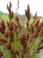 Restio quinquefarius