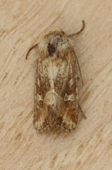 Lacinipolia stricta