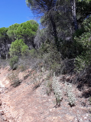 Cistus atriplicifolius